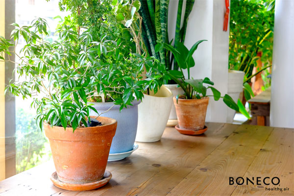 Trồng cây xanh giúp thanh lọc không khí trong nhà