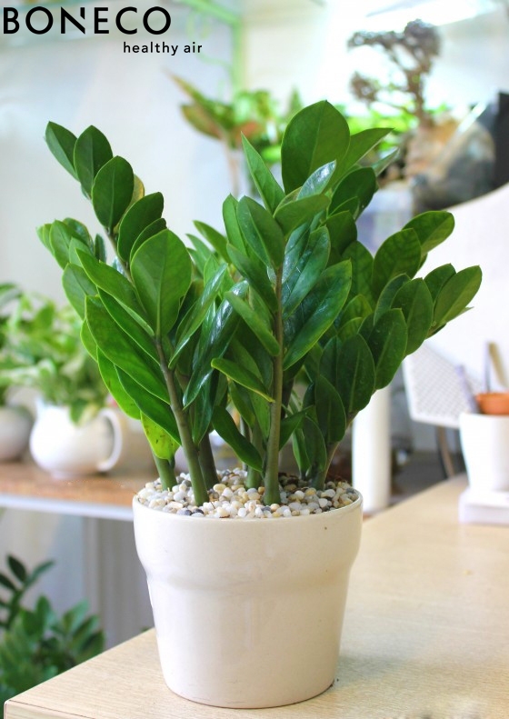 8 loại cây thủy sinh dễ trồng cho văn phòng làm việc